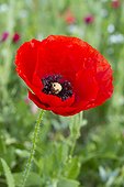 Common poppy (Papaver rhoeas) flower in a flowered meadow