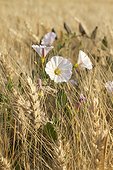 Field bindweed (Convolvulus arvensis) in bloom in a wheat field (Triticum sp).