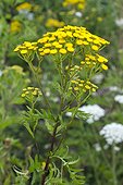 Tansy (Tanacetum vulgare) in a flowered meadow