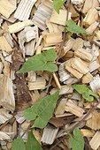 Hedge bindweed (Calystegia sepium) on a wooden mulch.