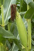 Corn or maize (Zea mays) ear