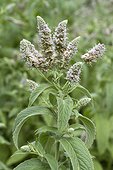 Horse mint (Mentha longifolia) flowers