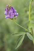 Luzerne cultivée (Medicago sativa) fleurs