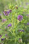 Luzerne cultivée (Medicago sativa) fleurs