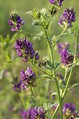 Lucerne or alfalfa (Medicago sativa) flowers