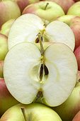 Apple 'Collina'