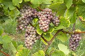Grapes 'Gewurztraminer' - Obernai. Bas-Rhin, Alsace. France