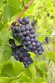 Grapes 'Pinot Noir' - Rosheim. Bas-Rhin, Alsace. France