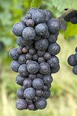Grapes 'Pinot Noir' with Bordeaux mixture - Rosheim. Bas-Rhin, Alsace. France