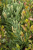 Ollgaard's clubmoss and blueberries - Champ du Feu, Bas-Rhin. Alsace. France. Diphasiastrum oellgaardi