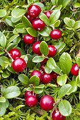 Lingonberry or cowberry (Vaccinium vitis-idaea) berries