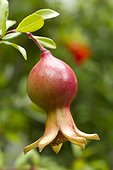 Dwarf Pomegranate (Punica granatum) 'nana', fruit