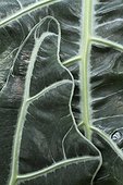 Kris plant (Alocasia sanderiana) leaves