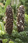 Silver fir (Abies alba), cones covered with resin