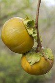 Japanese Persimmon (Diospyros kaki) fruits