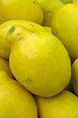 Chinese quinces, Pseudocydonia sinensis
