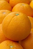 Oranges 'Navel Late'