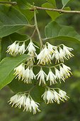 Epaulette Tree (Pterostyrax corymbosa) flowers