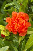 Double flowering pomegranate (Punica granatum) 'Plena