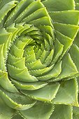 Rosette d'Aloès spirale (Aloe polyphylla).