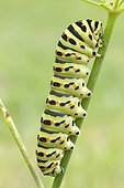 Swallowtail (Papilio machaon) caterpillar on fennel