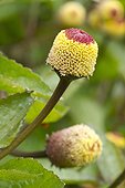 Para cress (Acmella oleracea) Syn. : Spilanthes oleracea, inflorescence