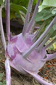 Purple kohlrabi (Brassica oleracea var. gongylodes)
