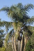 Queen palm (Syagrus romanzoffiana)
