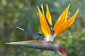 Bird of paradise (Strelitzia reginae) inflorescence