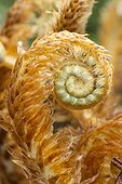 Soft shield fern (Polystichum setiferum)