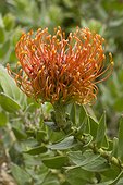 Pincushion (Leucospermum cordifolium) flower