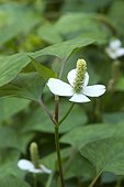Heart-leaved houttuynia (Houttuynia cordata) flower