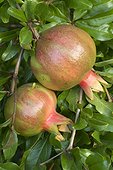 Pomegranate (Punica granatum) 'Provence'