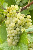Grapes 'Pinot Blanc'