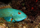 Yellowtail parrotfish (Sparisoma rubripinne) mlae, Playa del Carmen, Yucatan, Mexico, Caribbean Sea