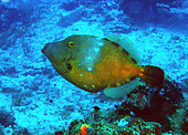 Whitespotted filefish (Cantherhines macrocerus), Cozumel, Caribbean Sea, Yucatan, Mexico