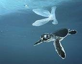 Baby Hawksbill sea turtle (Eretmochelys imbricata) swimming by a garbage condom floating at surface. Composite image. Portugal. Composite image
