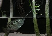 Banded archerfish, Toxotes jaculatrix. Hunting an insect out of the water. Aquarium. Portugal