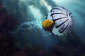 Garibaldi damselfish, Hypsypops rubicundus.In association with Chrysaora colorata Jellyfish. Composite image. Composite image