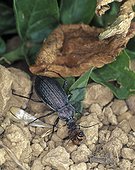 Ground beetle (Carabus granulatus), eating Colorado beetle larvae. Portugal.