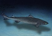 Gulper shark (Centrophorus granulosus), lateral view. Composite image. Portugal. Composite image