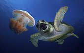 Hawksbill sea turtle (Eretmochelys imbricata) biting medusa or jellyfish. Composite image. Portugal. Composite image