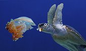 Hawksbill sea turtle (Eretmochelys imbricata) eating medusa or jellyfish. Composite image. Portugal. Composite image