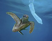 Hawksbill sea turtle (Eretmochelys imbricata) looking at a garbage condom; Composite image. Portugal. Composite image