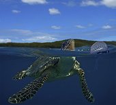 Hawksbill turtle and Portuguese man o' war (Physalia physalis) at surface. Some turtles eat Physalias despite the strong venom of their tentacles. Notice how similar is the floating pneumatophore or "sail" with an empty plastic bottle floating at the surface. Composite image. Portugal. Composite image