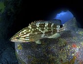 Mottled grouper, Mycteroperca rubra. Inside cave. Composite image. Madeira Island, Portugal.. Composite image