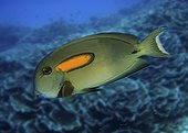 Orangespot surgeonfish, Acanthurus olivaceus. Composite image. Portugal.. Composite image