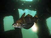 Pouting, Trisopterus luscus. On ship wreck. Composite image. Portugal.. Composite image