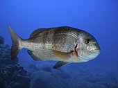 Redbanded seabream; Pagrus auriga. Lateral view. Composite image. Portugal.. Composite image