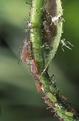 Rose aphid, Macrosiphum rosae.Wingless animals feeding in host plant stem. Portugal